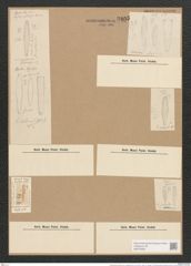 Gomphonema montanum var. subclaratum Grun. (de-Toni-Nr.: Genus 37, Species 1734) Zeichnungen Sammlung Grunow Nr. 3405 (NHMW-BOT-W0370930)